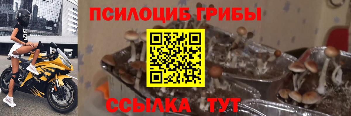 закладка  Псилоцибиновые грибы мицелий  Вход с VPN  Ногинск 